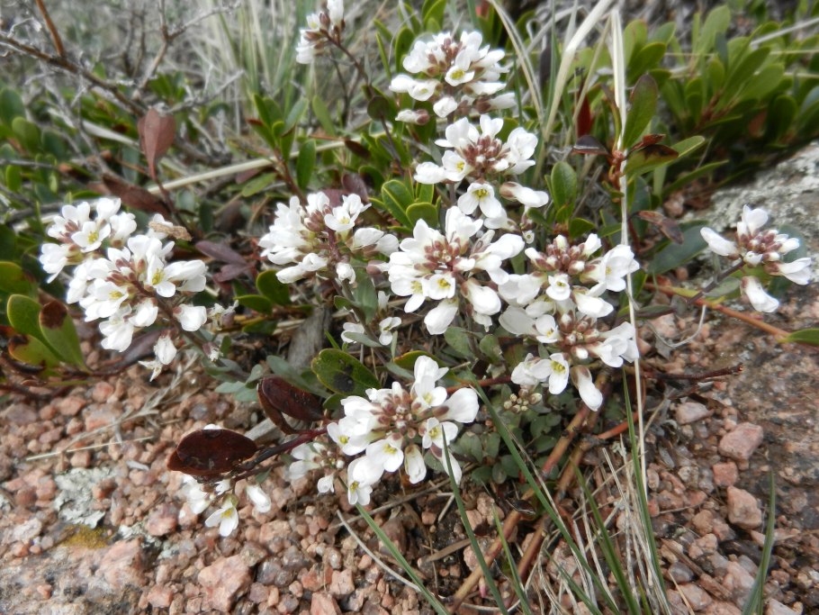 Cochlearia officinalis
