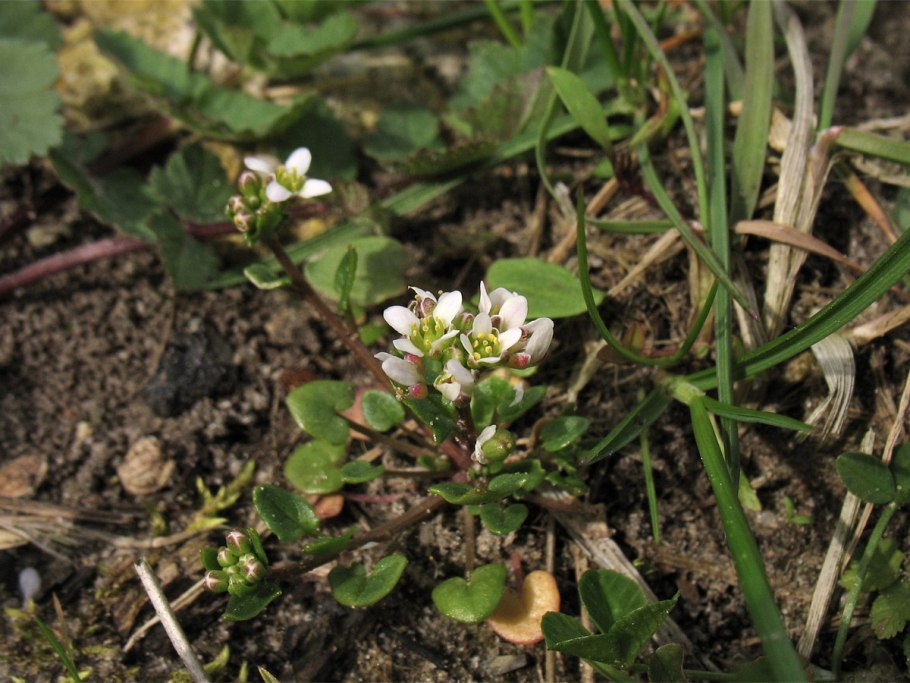 Cochlearia officinalis