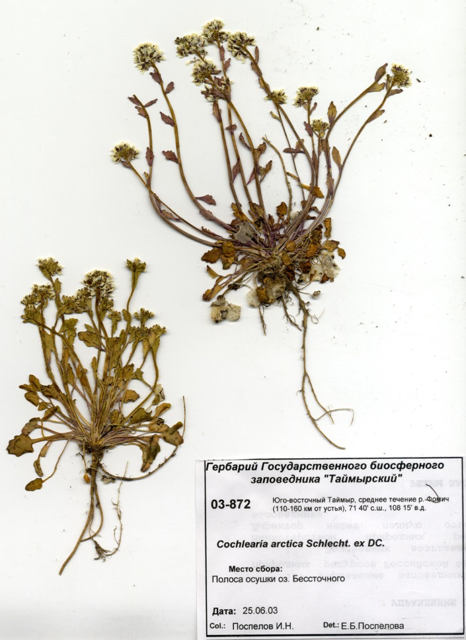 Ложечная трава лекарственная фото