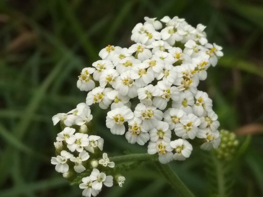 Cochlearia officinalis l