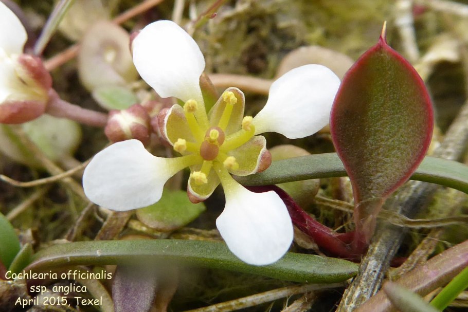 Cochlearia officinalis