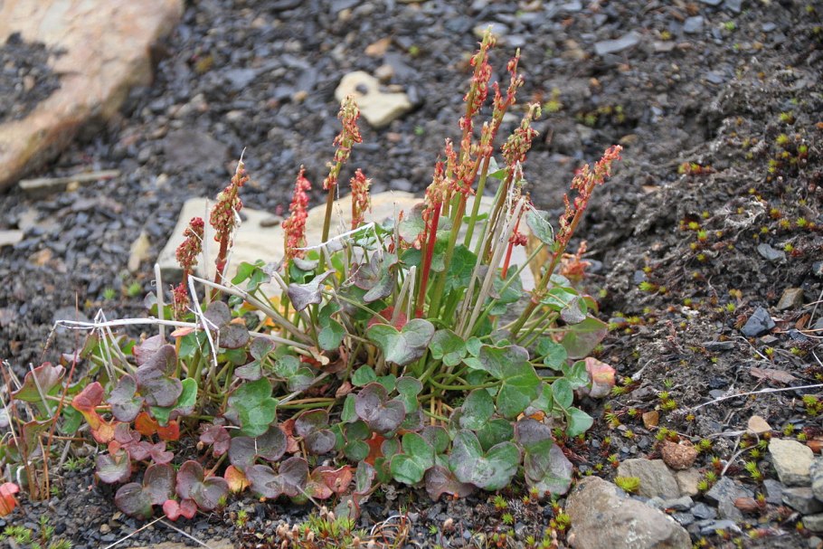 Арктическая Ива цвет