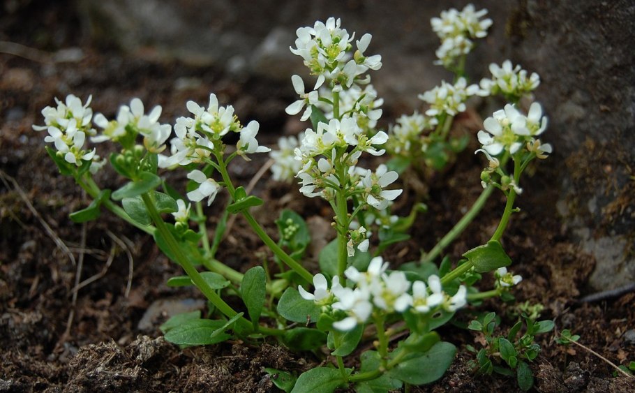 Кохлеария Ложечница