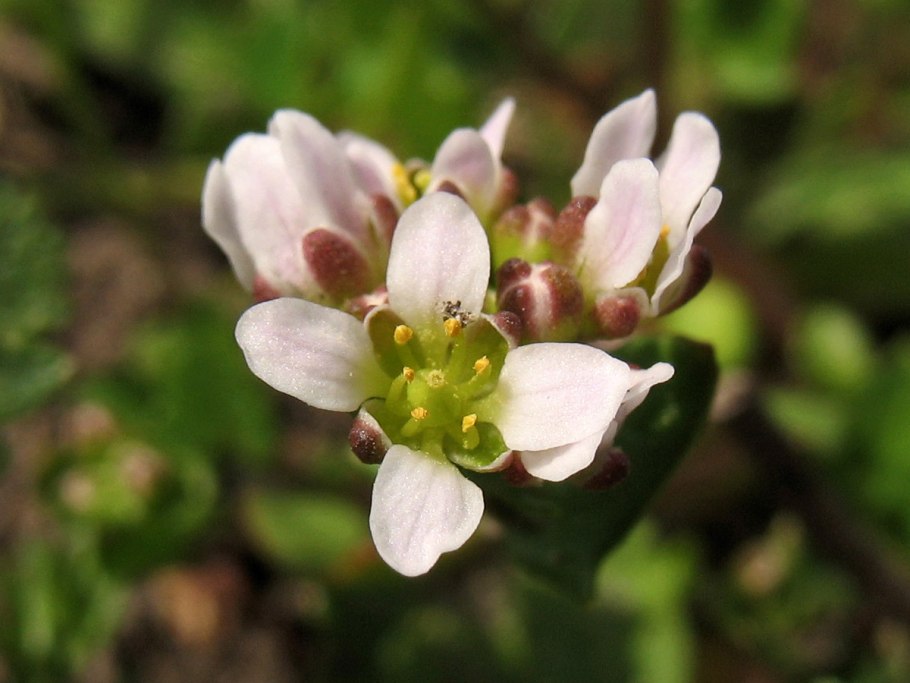 Cochlearia Danica Ложечница Датская