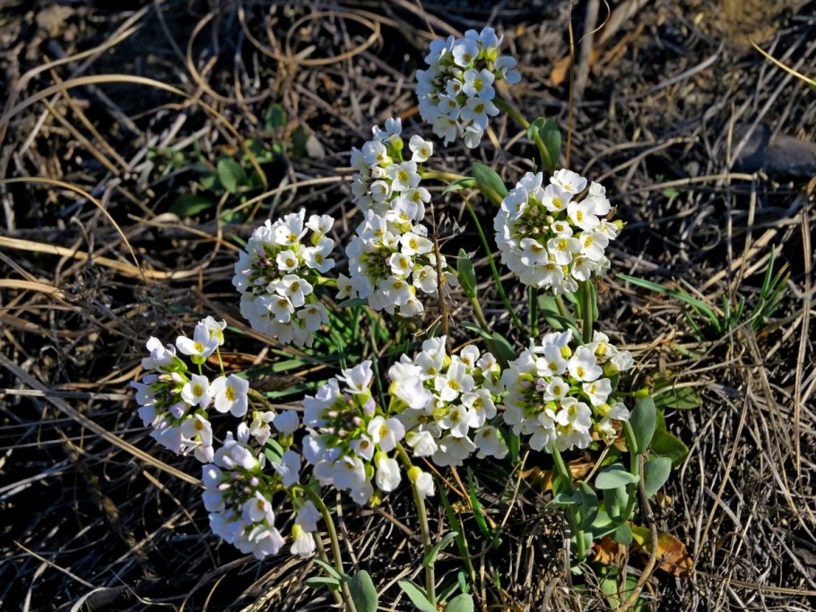 Cochlearia officinalis