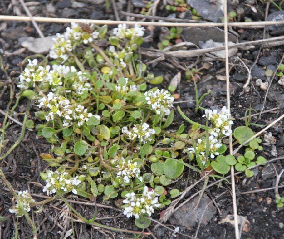 Cochlearia officinalis