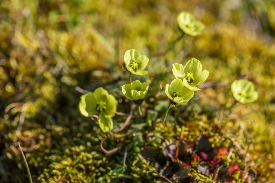 Растения Арктики список