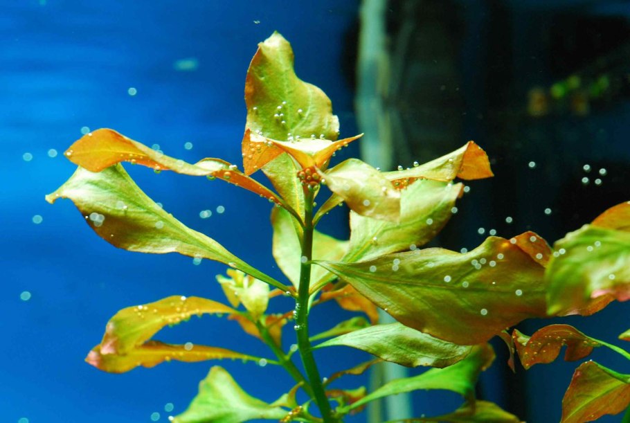 Людвигия ползучая Рубин