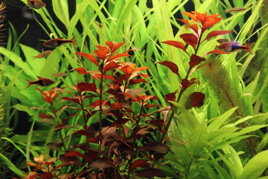 Людвигия ползучая Рубин