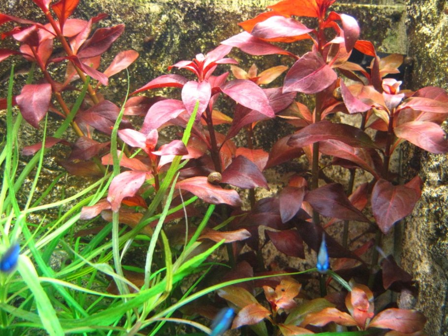 Людвигия ползучая аквариумное