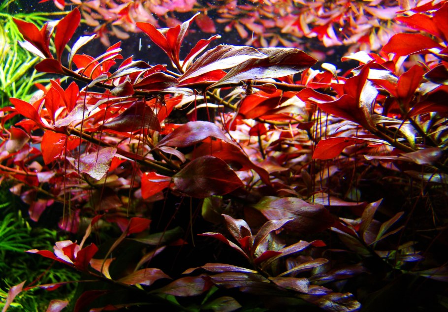 Людвигия ползучая (палюстрис)