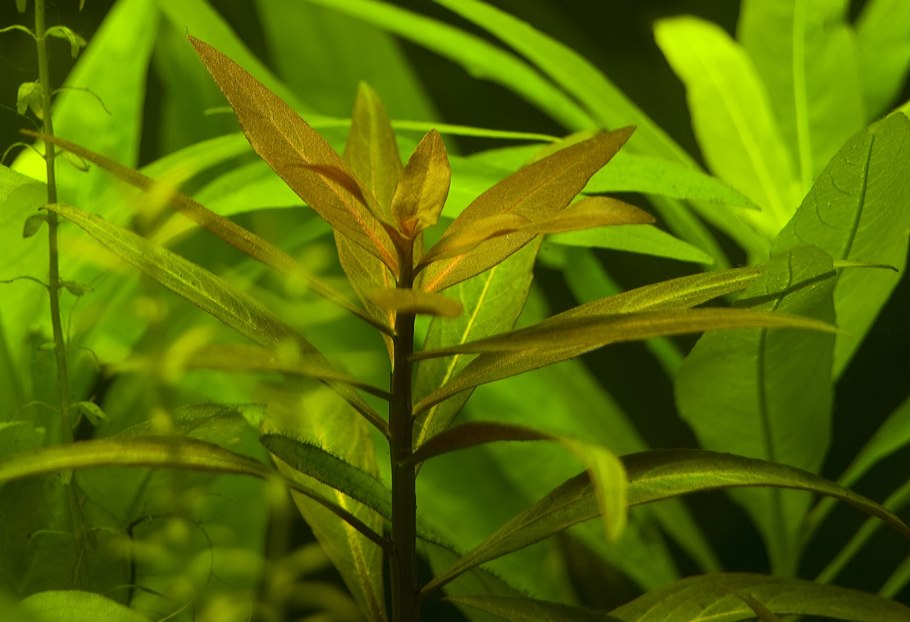 Людвигия Грин