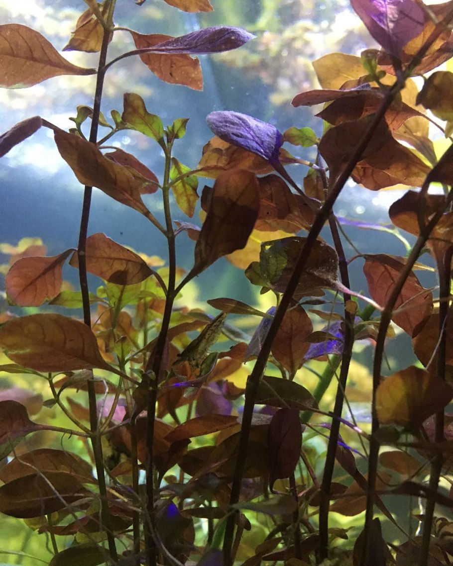 Людвигия ползучая ''Rubin'' (Ludwigia repens ''Rubin'')