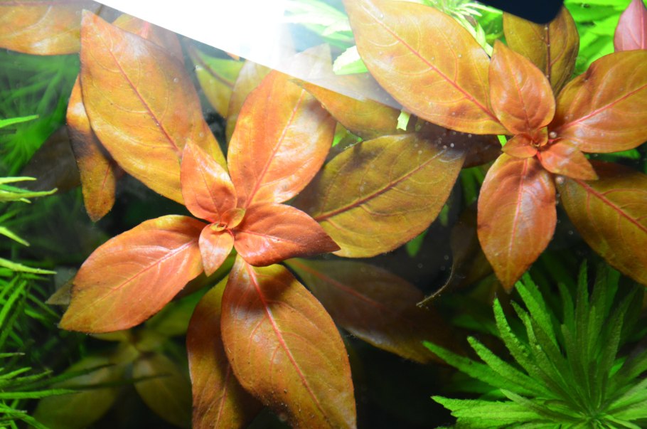 Людвигия Репенс Рубин