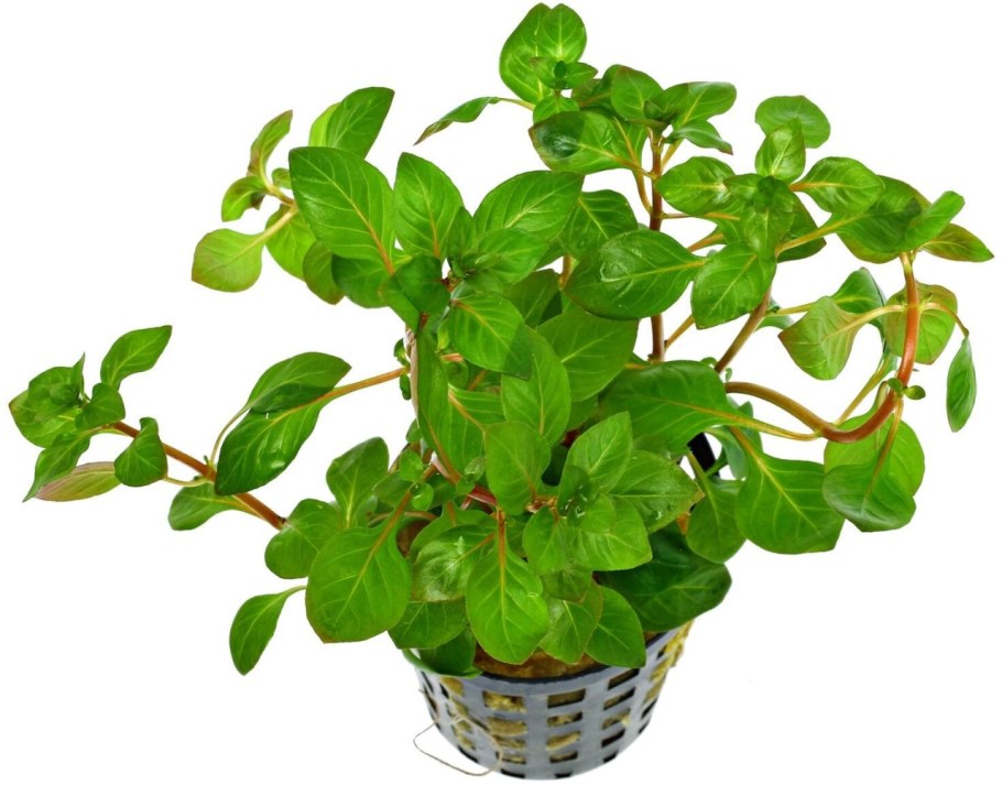 Людвигия Болотная зеленая