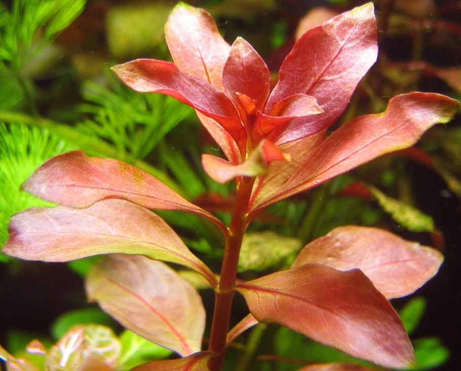 Людвигия Болотная (палюстрис)