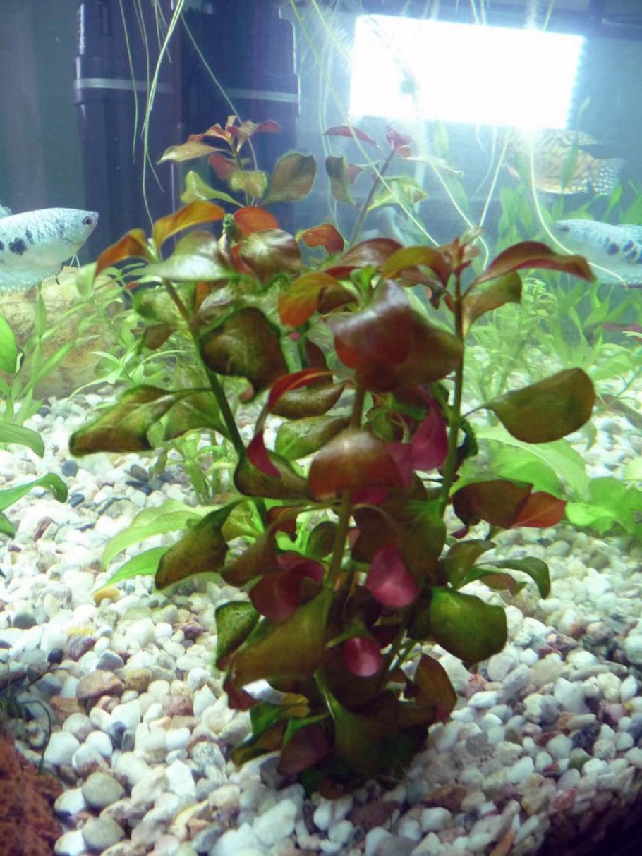 Людвигия Болотная узколистная