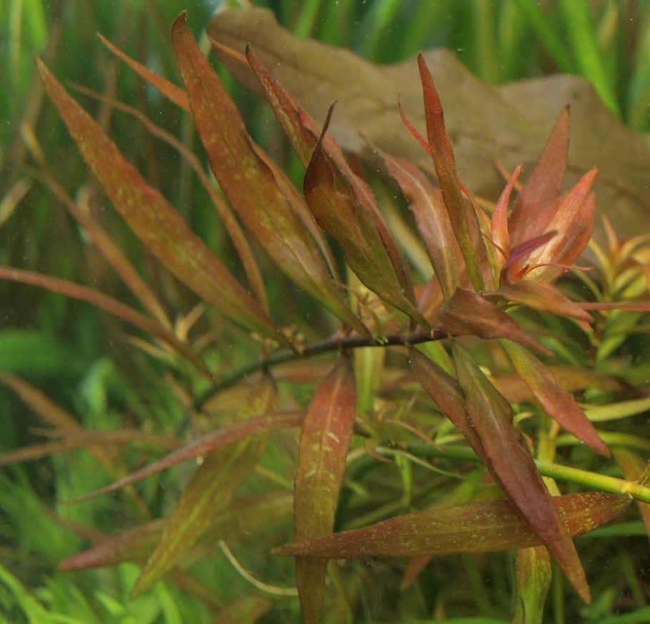 Людвигия Сенегальская