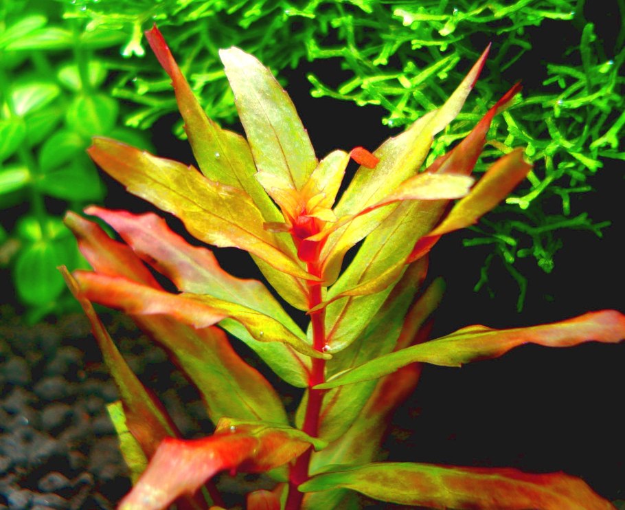 Людвигия Овалис аквариумное растение