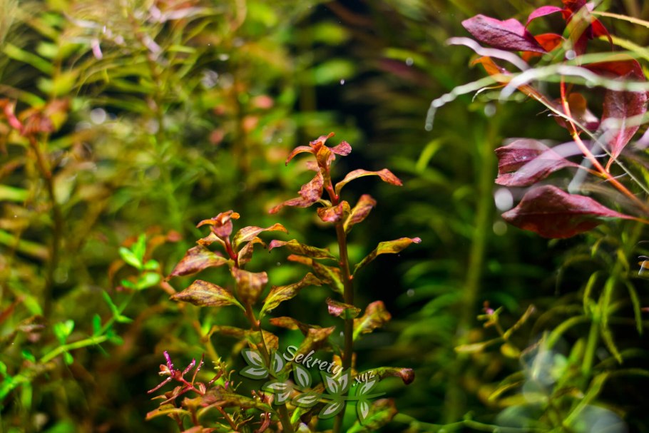 Людвигия Болотная аквариумное