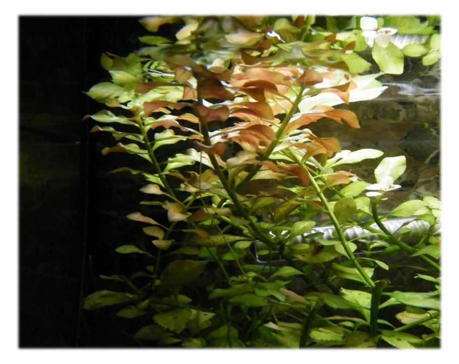 Ротала Ротундифолия