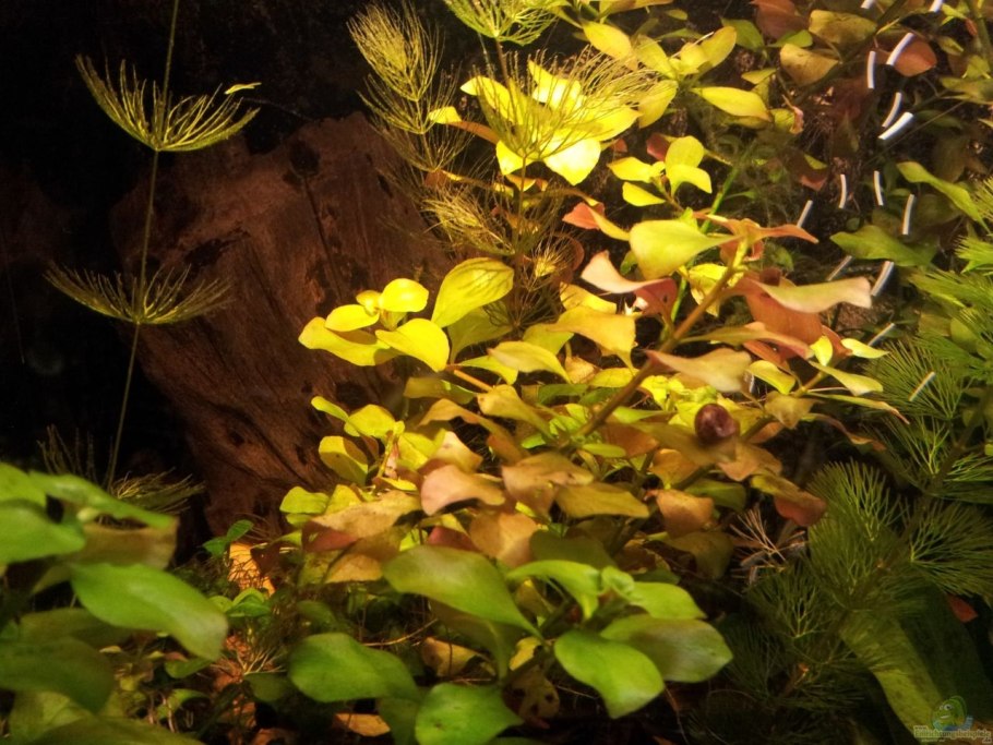 Людвигия зеленая аквариумное растение