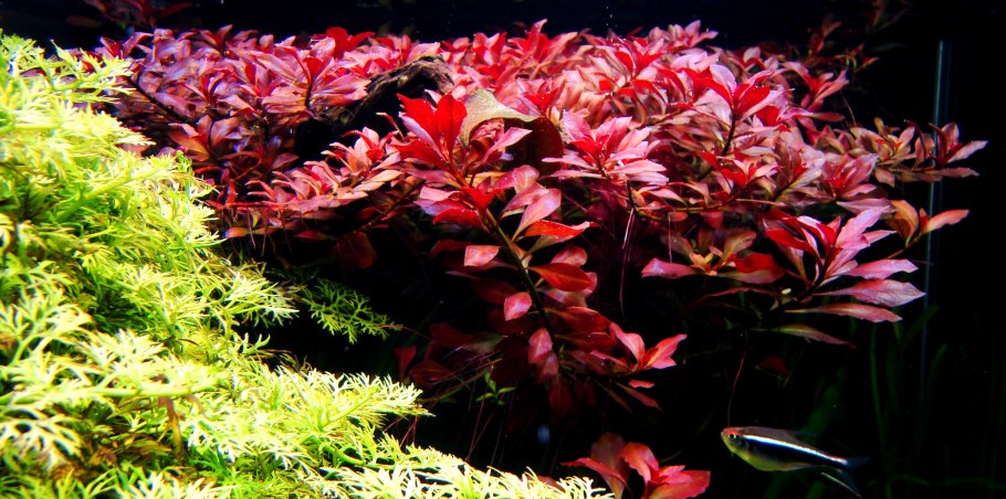 Людвигия Браун