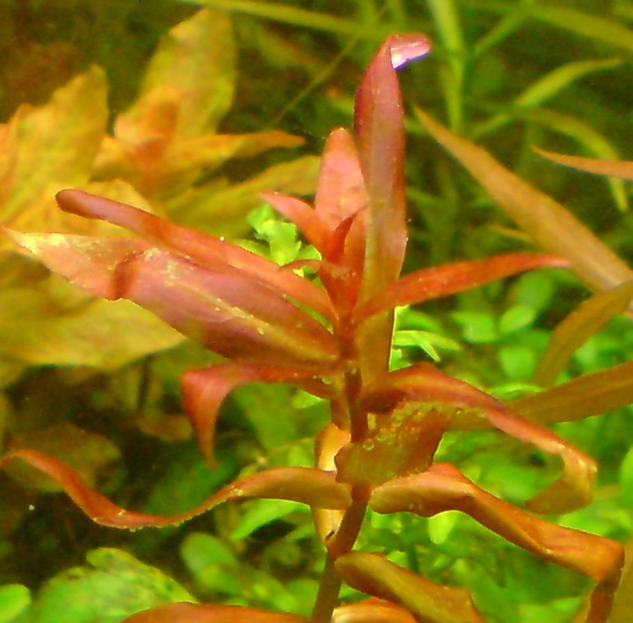 Людвигия Болотная аквариумное