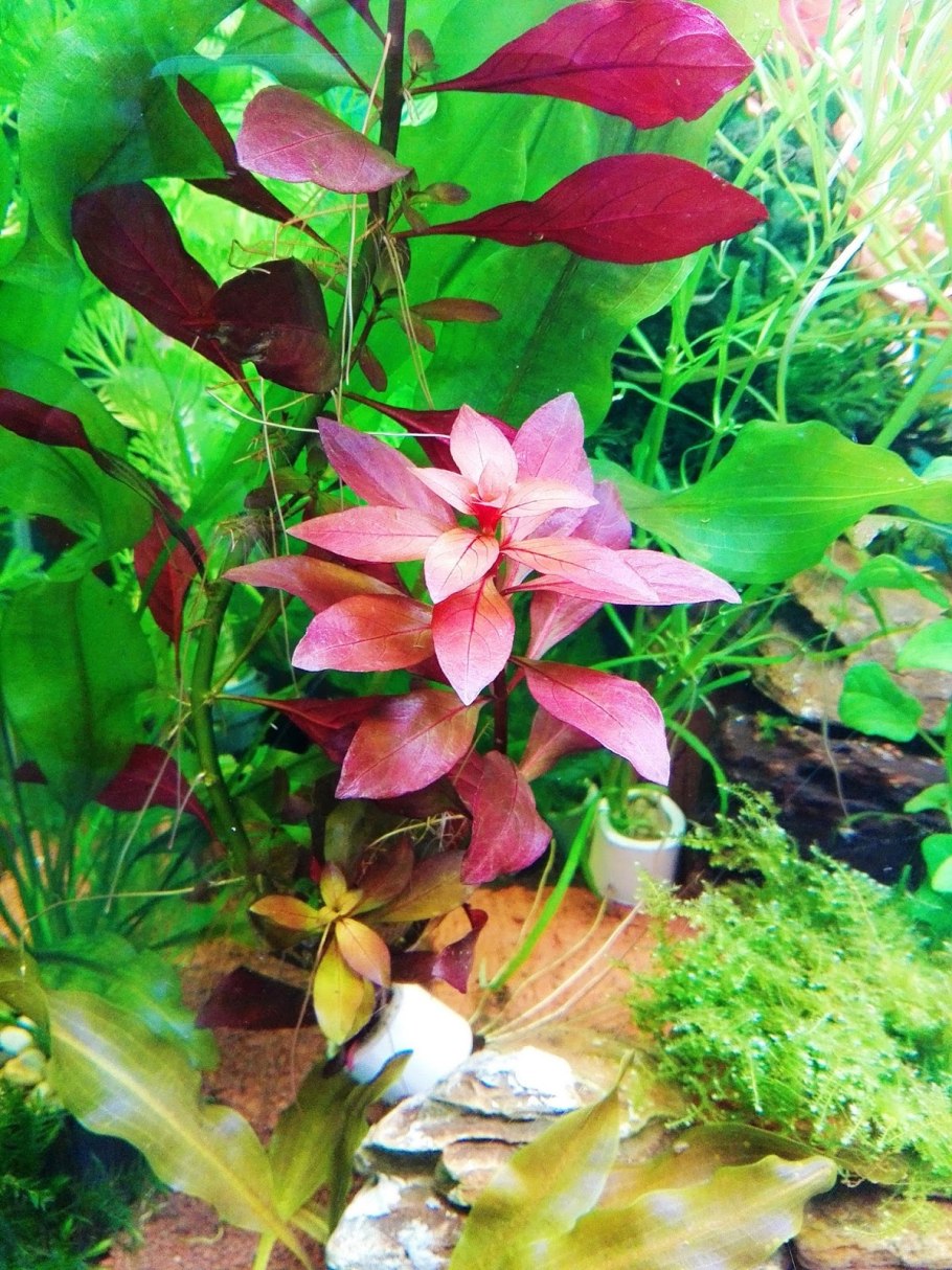 Ротала макрандра