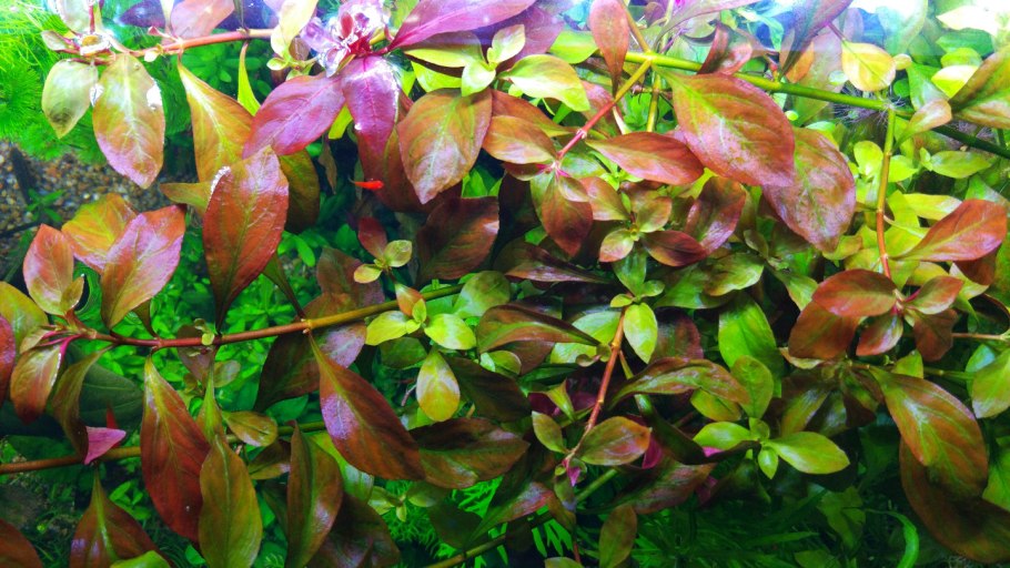 Людвигия Мехико аквариумное