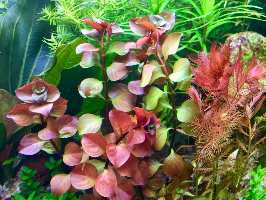 Людвигия ползучая Рубин