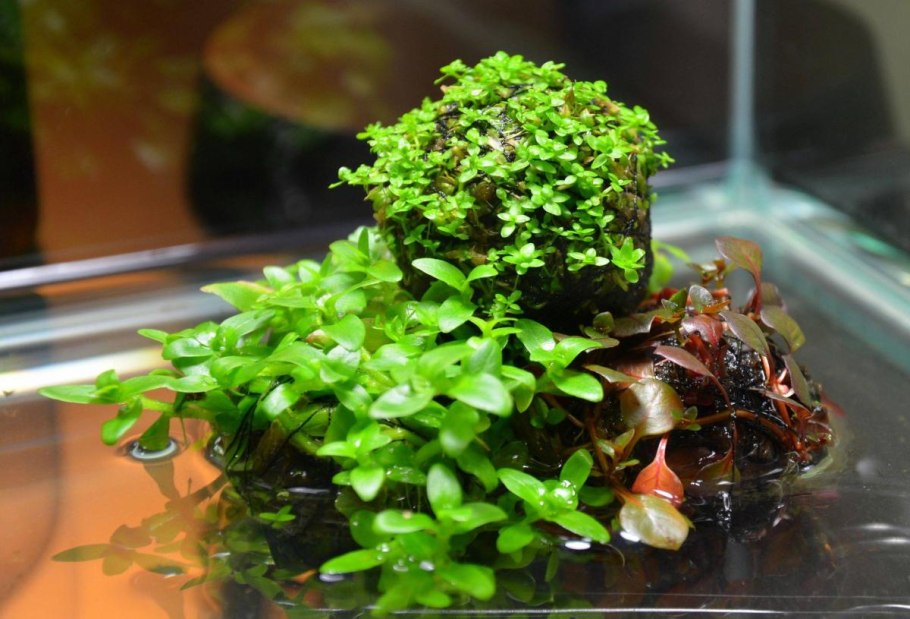 Людвигия палюстрис