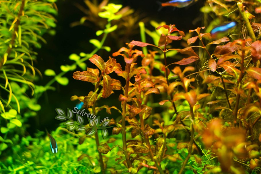 Людвигия Болотная узколистная