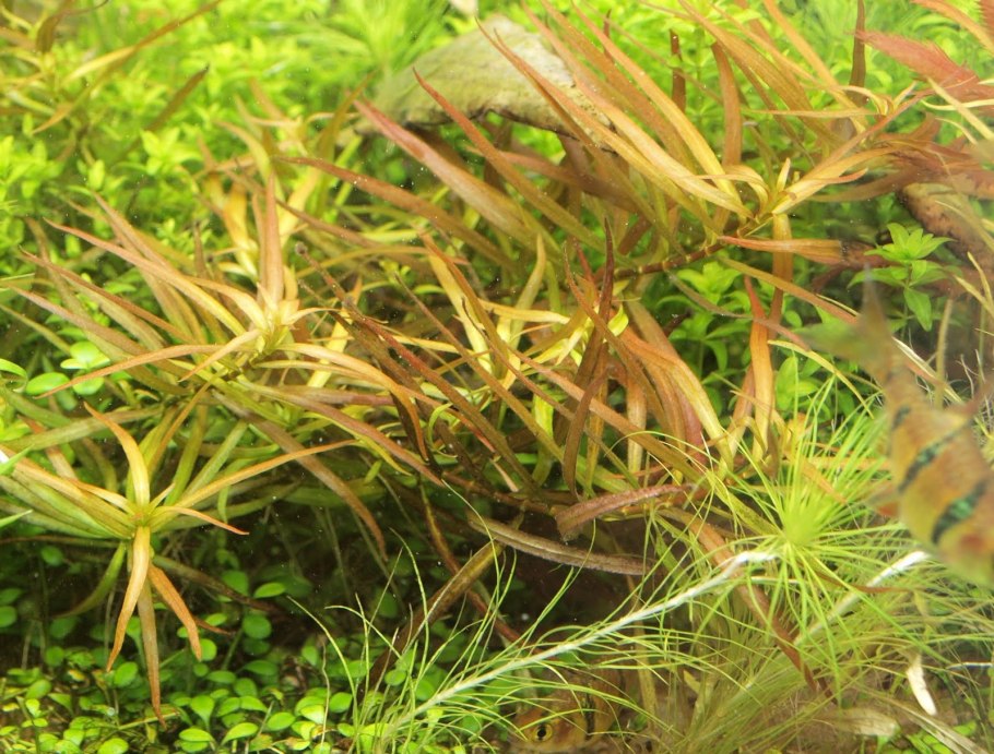 Людвигия ползучая Рубин