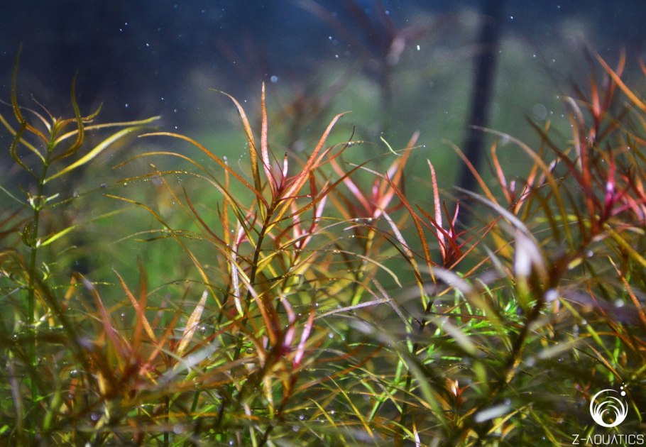 Людвигия аркуата