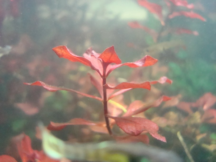 Людвигия палюстрис красная