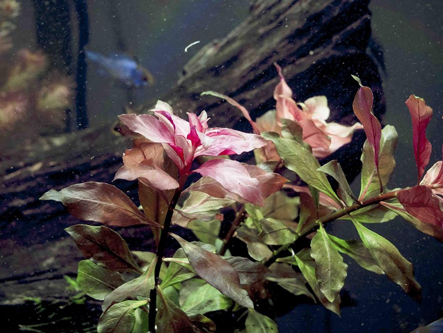 Людвигия ползучая Репенс