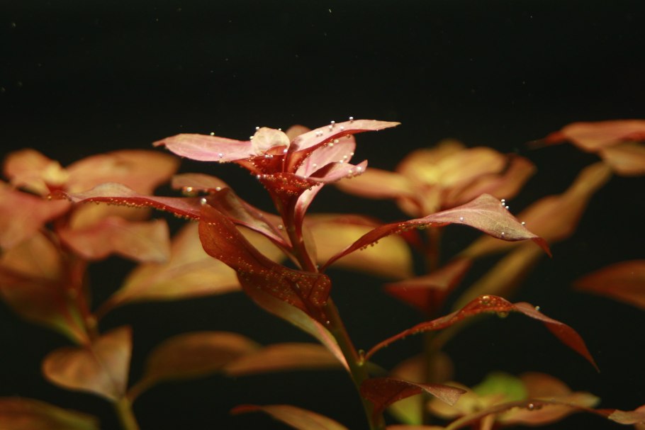 Людвигия репенс рубин