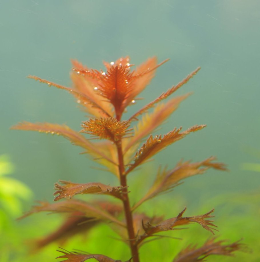 Людвигия Марилия