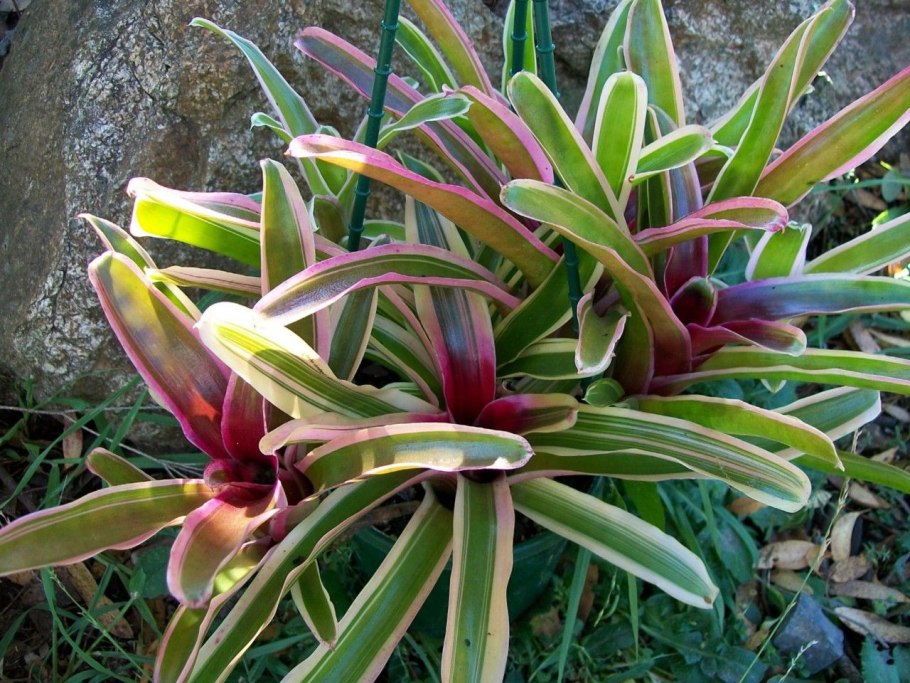 Неорегелия Каролины