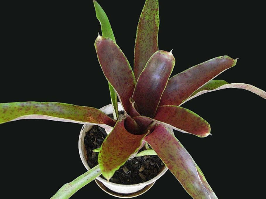 Неорегелия Каролины