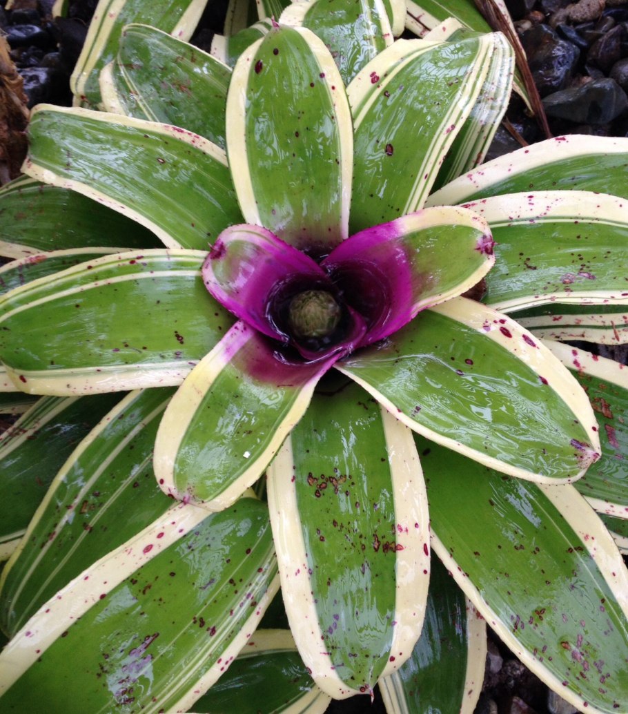 Неорегелия фаербол