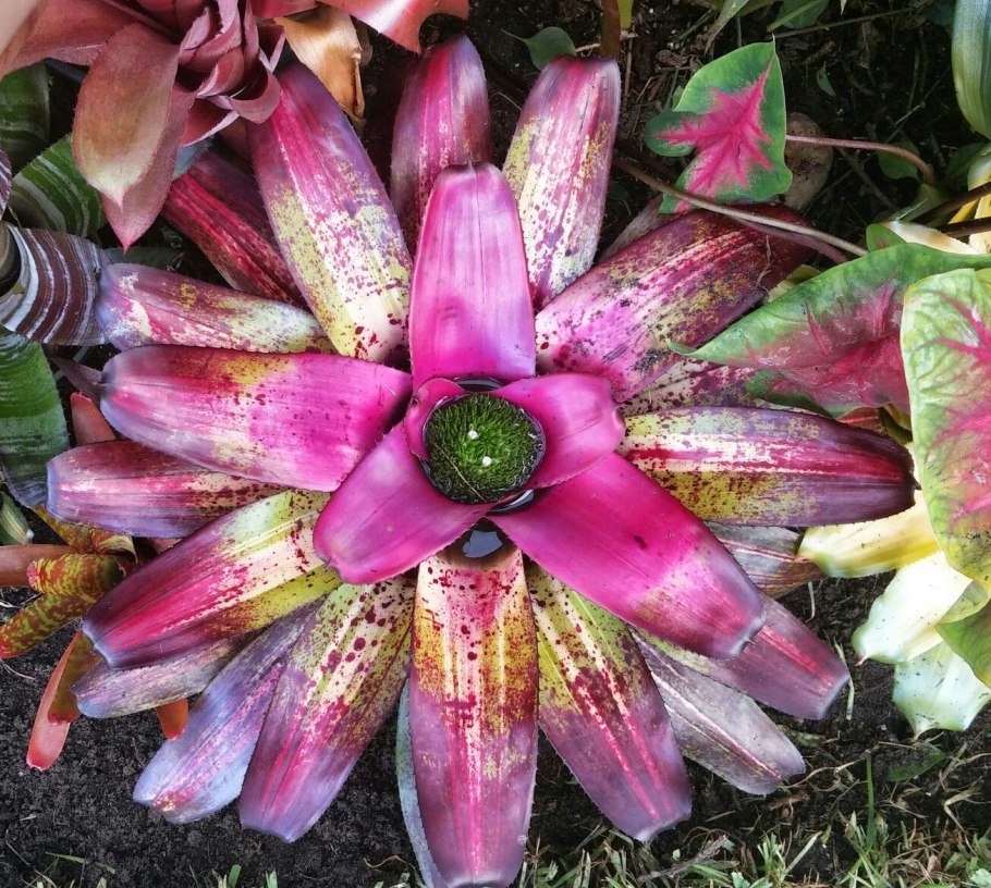 Бромелия Нидуляриум