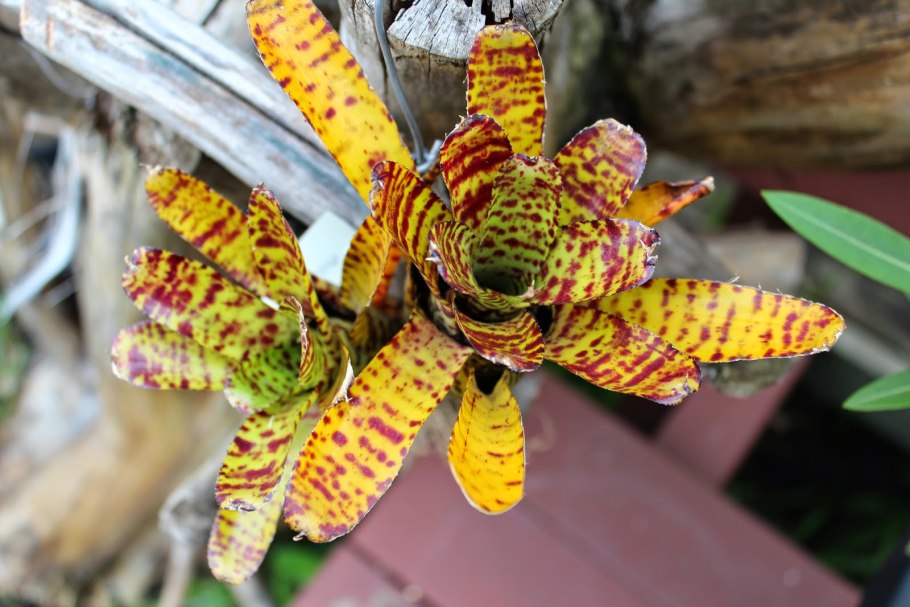 Неорегелия цветение