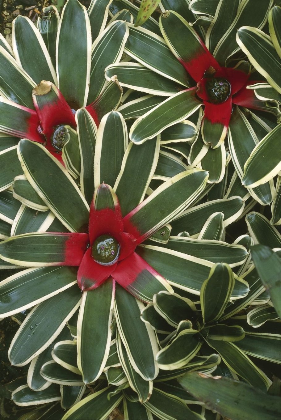 Неорегелия Каролины