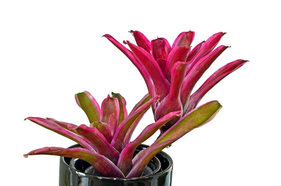 Бромелия Неорегелия