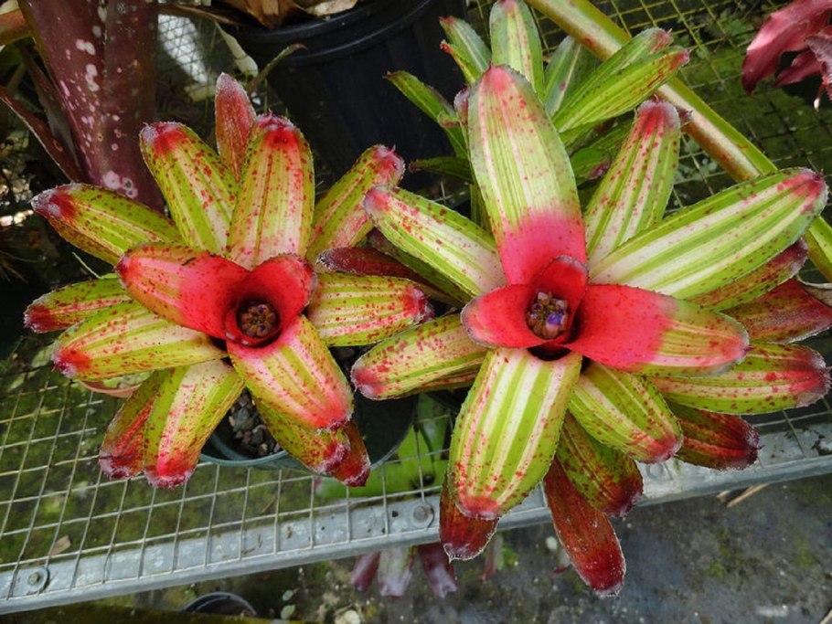 Неорегелия пузырчатая (Neoregelia ampullacea)
