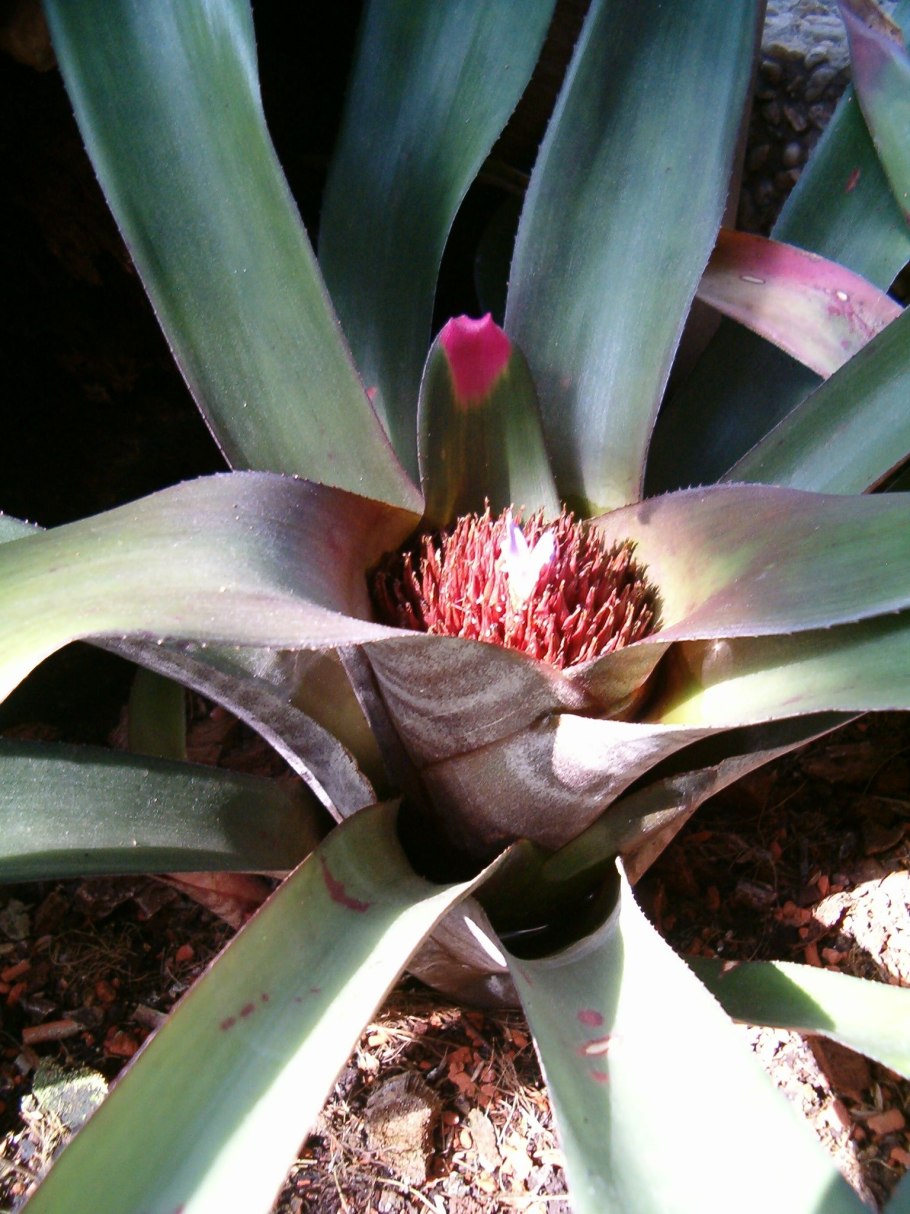 Неорегелия Каролины трехцветная