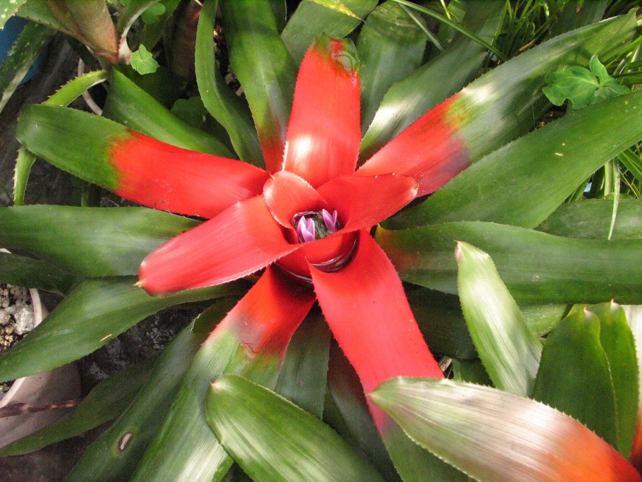 Неорегелия Каролины