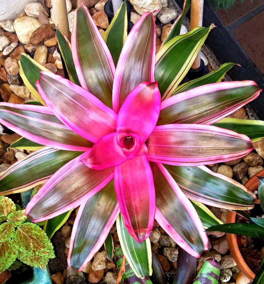 Неорегелия Каролины